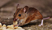 24 Hour & Emergency Exterminators in Rockford, MN